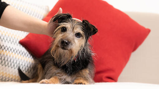 senior dog being petted on sofa