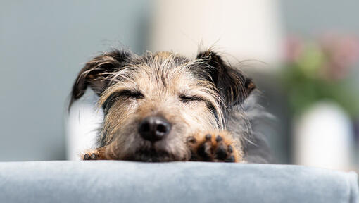 senior dog cosy on a sofa