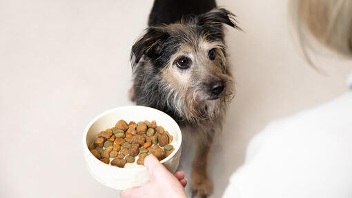 senior dog looking disinterested in their food