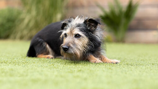 senior dog outside in garden