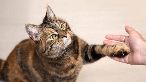 Brown cat gives a paw