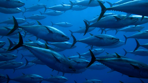 A school of tuna fish