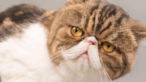 Brown Exotic Shorthair Cat