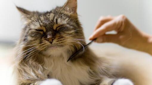 combing cat hair