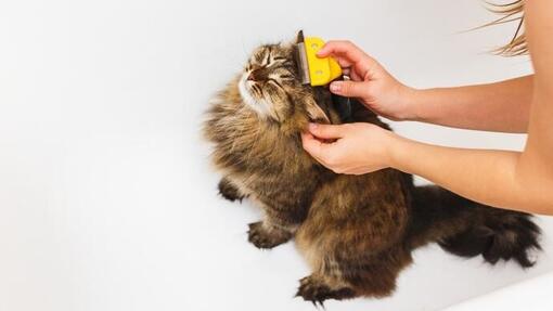 combing cat hair