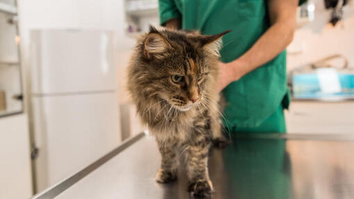Tabby Cat Being Examined by Vet
