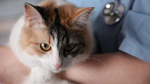 Tortoishell Cat at the Vets