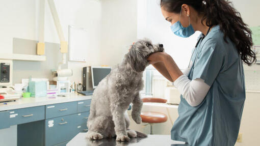 Vet examining Dog