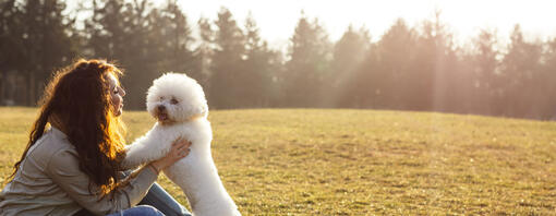 Bichon Frise With Owner Hero
