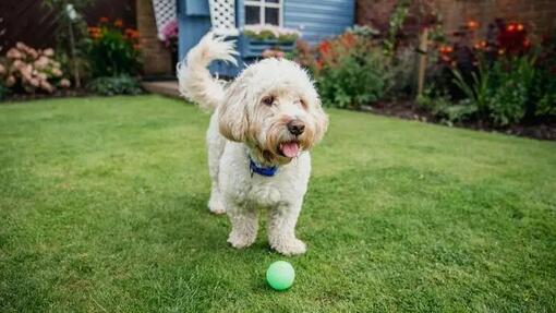 Dog with ball