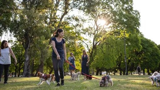 Dog and owner walking in the park