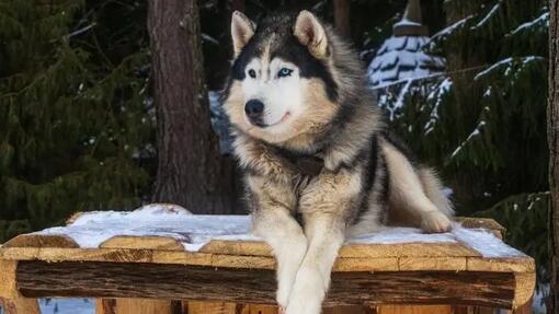Alaskan Malamute Dog breed