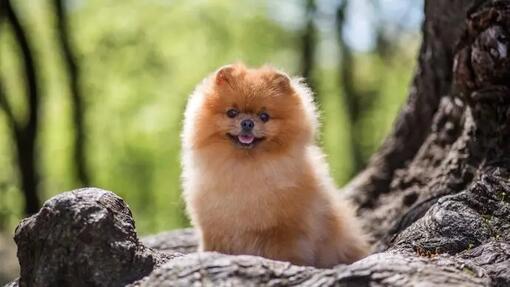 Pomeranian Dog 