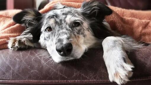 Elderly collie lying on sofa