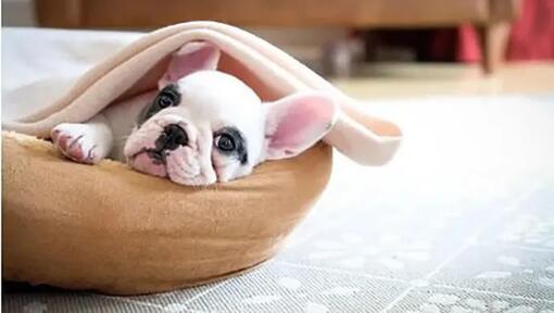 Puppy in dog bed