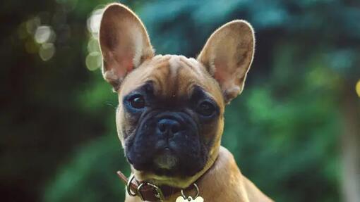 French bulldog in the forest