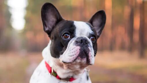 French bulldog in the woods component