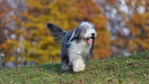 Long-Haired Dog