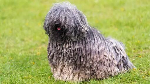 Long-Haired Dog