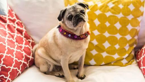 Pug sitting on the sofa