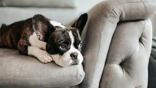 A bored french bulldog lying down and resting on royalty