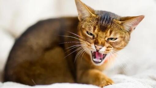 Angry cat