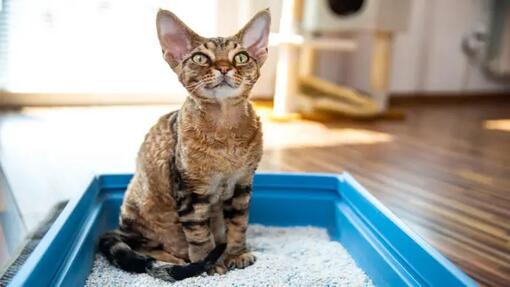 Cat in litter tray