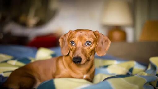 Dachshund dog on bed