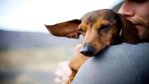 Dachshund in owners arms