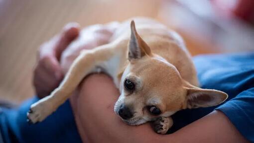 Dog with owner