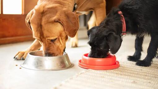 Dogs eating from bowls