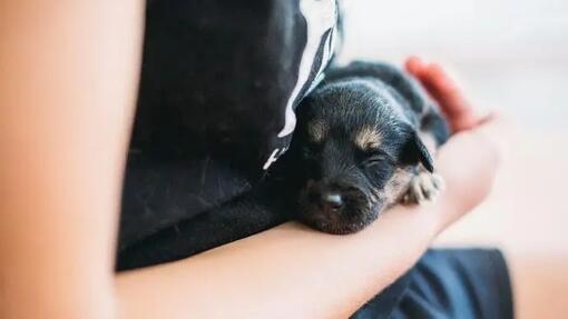 Dog in woman palm