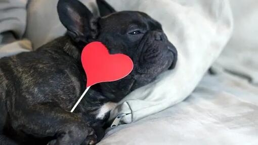 Dog lying on sofa holding a red heart