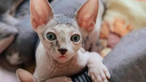 Hairless cat breed