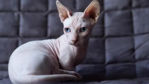 Hairless cat breed