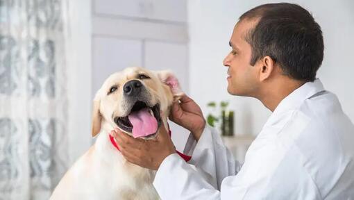 Doctor treating dog