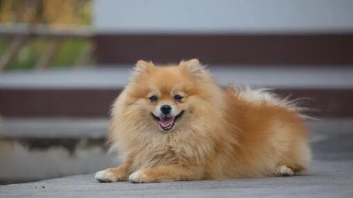 Pomeranian Dog 