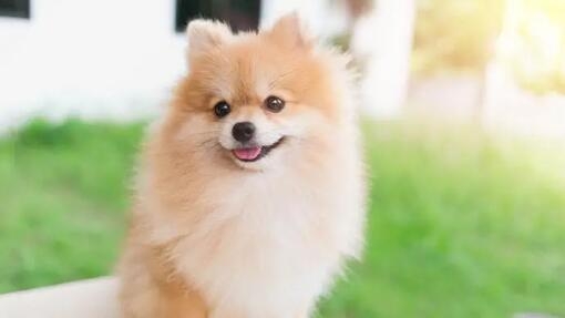 Pomeranian Dog 