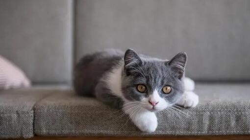 Kitten sitting on sofa