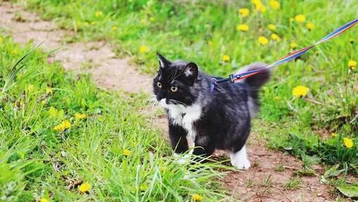 High angle view of cat standing on a field