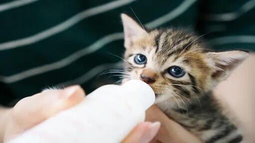 Kitten drinking from bottle