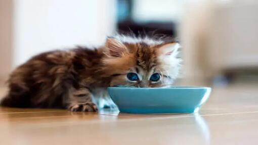 Weaning Kittens The Easy Guide for New Owners Purina