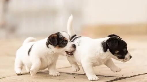 Two puppies playing