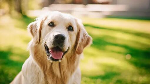 Loyal golden retriever sitting on a green backyard lawn