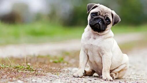 Pug puppy