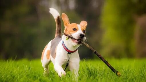 Beagle dog with stick in its mouth
