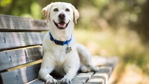 Dog sitting on a bench