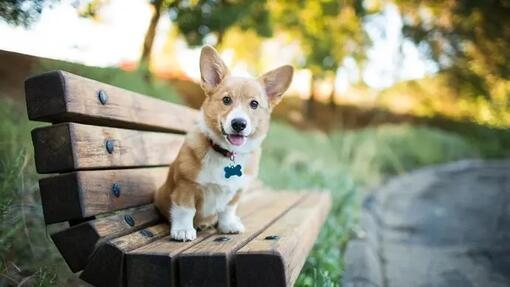 Dog sitting on a bench