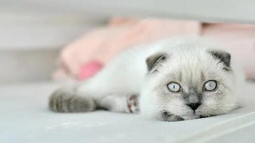 white cat breed