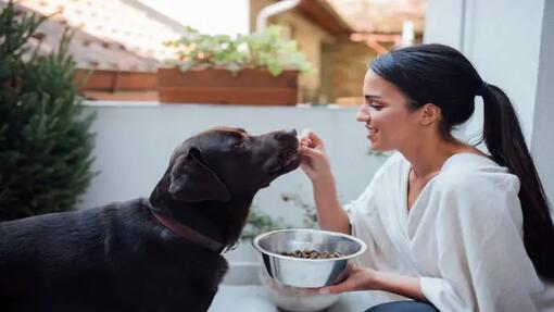 Woman feeding labrador